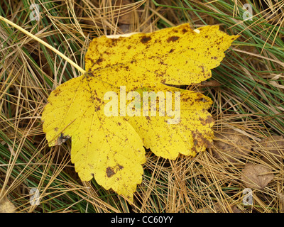 Blatt im Herbst abgefallen / Abgefallenes Blatt Im Herbst Stockfoto