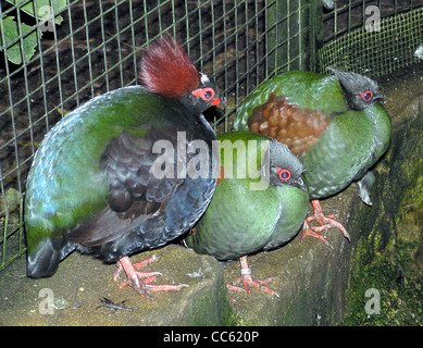 Crested Holz Rebhuhn Rollulus Rouloul in der Voliere im Bristol Zoo, Bristol, England. Stockfoto