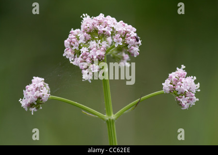 Gemeinsamen Baldrian, Valeriana Officinalis, eine Gruppe von drei Blütenköpfchen. Stockfoto