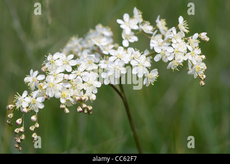 Asiatische, Filipendula Vulgaris, Blume. Stockfoto