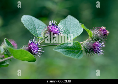 Geringerem Klette, Arctium minus, Blumen. Stockfoto