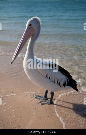 Ein australischen Pelikan steht am Strand von Monkey Mia in Westaustralien Wasserrand Stockfoto