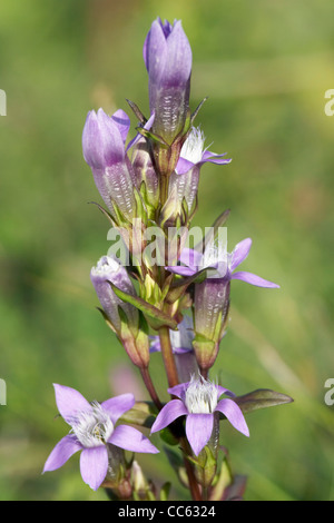 Chiltern Enzian, Gentianella Germanica, Blumen. Stockfoto