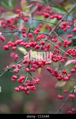 Spindel-Baum, Euonymus Europaeus, Früchte und Samen. Stockfoto