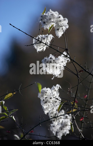 Traveller es Freude, alten Mannes Bart, Clematis Vitalba, Samen Köpfe. Stockfoto