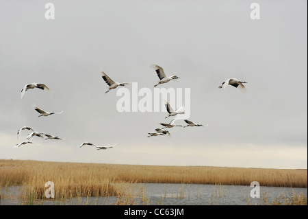 Rot-gekrönter Kran im Flug, Zhalong Naturschutzgebiet, Qiqihar, Heilongjiang, China Stockfoto