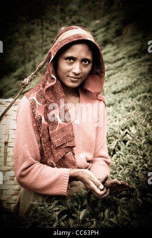 Porträt einer traditionellen Tee-Auswahl an den Hängen des Weingutes Glenburn Tee in Darjeeling, Nord-Bengalen, Ostindien. Stockfoto