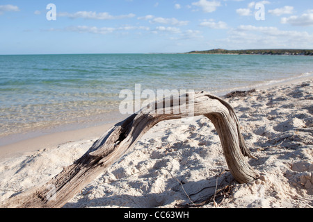 Ein Blick auf Monkey Mia Strand, Western Australia, mit einem verdorrten Stock im Vordergrund. Stockfoto