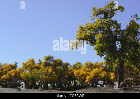 Tarim Euphrates Poplar National Nature Reserve, Xinjiang Uyghur autonome Region, China Stockfoto