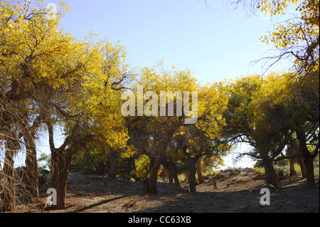 Tarim Euphrates Poplar National Nature Reserve, Xinjiang Uyghur autonome Region, China Stockfoto