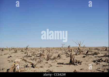 Tarim Euphrates Poplar National Nature Reserve, Xinjiang Uyghur autonome Region, China Stockfoto