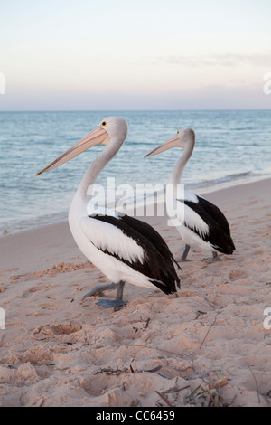 Zwei australische Pelikane warten am Wasser in Monkey Mia, Western Australia, Australien Stockfoto