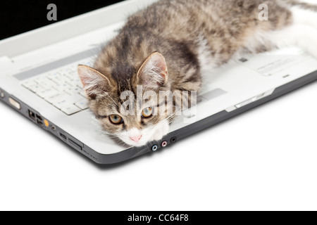 Tabby Kätzchen legt auf einem laptop Stockfoto