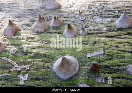 Nahaufnahme von Dornen auf der Rinde ein Kapok-Baum aus der Familie Malvaceae, Ceiba Pentandra Stockfoto