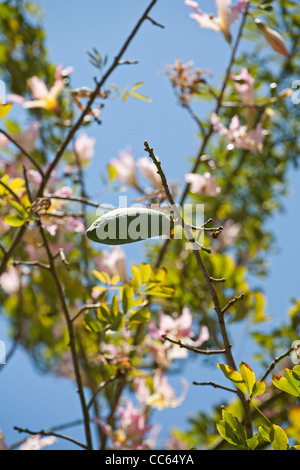 Samenkapsel und Blumen auf einem Kapok-Baum aus der Familie Malvaceae, Ceiba Pentandra Stockfoto