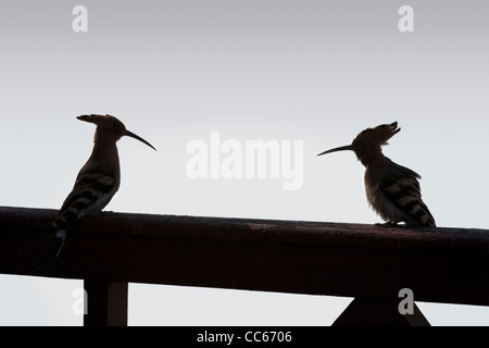 Ein paar Wiedehopf Vögel auf einem hölzernen Geländer entlang dem Nil, Luxor, Ägypten Stockfoto