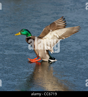 Mallardl Ente Drake Landung auf gefrorenen Lagune-Victoria, British Columbia, Kanada. Stockfoto