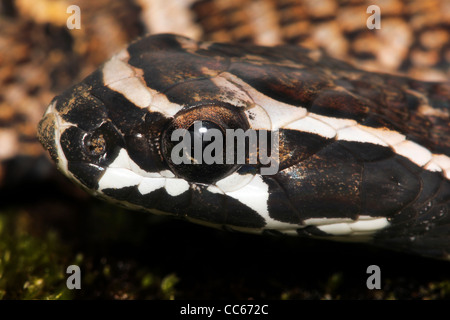 Ein Baby Giant False Viper (Xenodon Severus) im peruanischen Amazonas (Giant falschen Lanzenotter) isoliert mit Platz für text Stockfoto