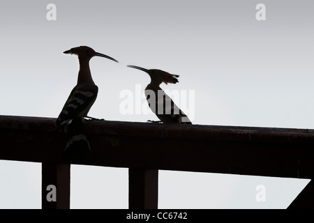 Ein paar Wiedehopf Vögel auf einem hölzernen Geländer entlang dem Nil, Luxor, Ägypten Stockfoto