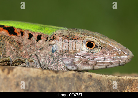 Die riesigen Ameiva (Ameiva Ameiva), auch bekannt als grüne Ameiva, südamerikanischen Boden Eidechse und Amazon Rennkufe, in Peru Stockfoto