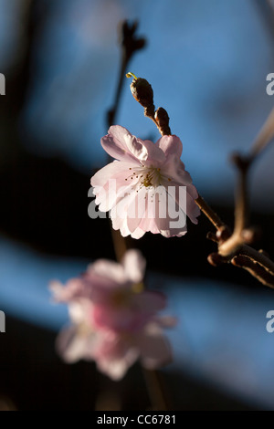 Rosa Blüte im Sonnenlicht gegen ein strahlend blauer Himmel, Stockfoto