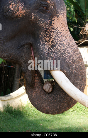 Schuss von Elefanten essen Essen mit Händen hautnah. Stockfoto