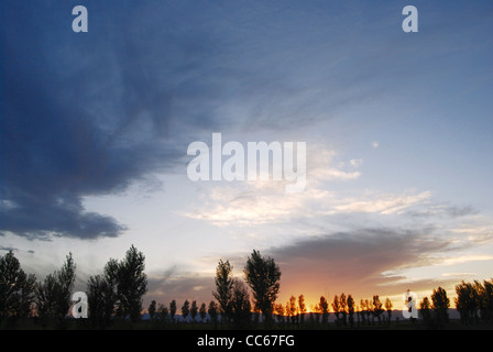 Bäume im Sonnenuntergang, Hohhot, Innere Mongolei, China Stockfoto