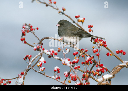 Dunkel-gemustertes Junco thront in Bittersweet Beeren mit Schnee Stockfoto