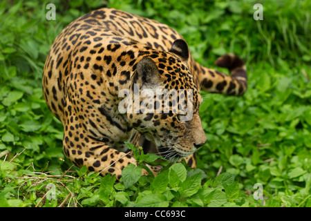 Große männliche Jaguar Im Wilden Schießen im ecuadorianischen Regenwald aus der Nähe Stockfoto