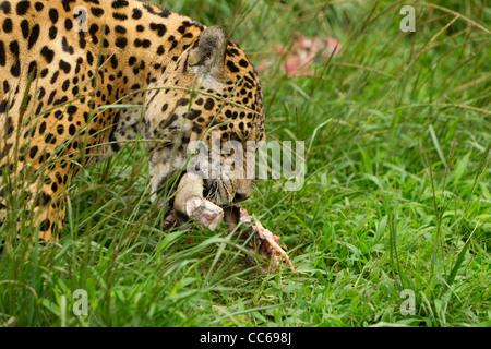 Große männliche Jaguar Im Wilden Schießen im ecuadorianischen Regenwald aus der Nähe Stockfoto