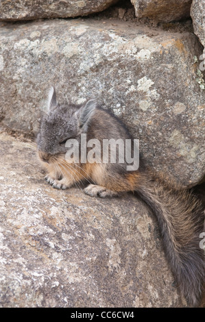 Peru. Chinchilla in der alten Inka-Ruinen von Machu Picchu. Stockfoto