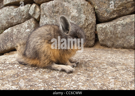 Peru. Chinchilla in der alten Inka-Ruinen von Machu Picchu. Stockfoto