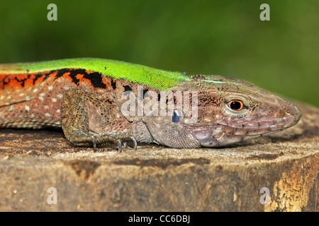 Die riesigen Ameiva (Ameiva Ameiva), auch bekannt als grüne Ameiva, südamerikanischen Boden Eidechse und Amazon Rennkufe, in Peru Stockfoto