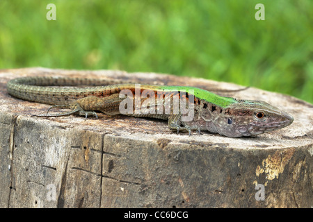 Die riesigen Ameiva (Ameiva Ameiva), auch bekannt als grüne Ameiva, südamerikanischen Boden Eidechse und Amazon Rennkufe, in Peru Stockfoto