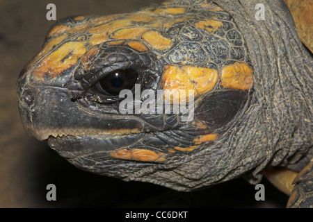 Gelbe Footed Amazon Schildkröte (Geochelone Verbreitungsgebiet) in freier Wildbahn im peruanischen Amazonasgebiet Stockfoto