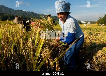 Jingpo Menschen sammeln asiatischen Reis, Yingjiang, Dehong, Yunnan, China Stockfoto