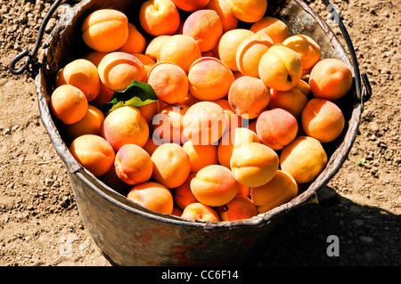 Eimer mit frisch geernteten Aprikosen Stockfoto