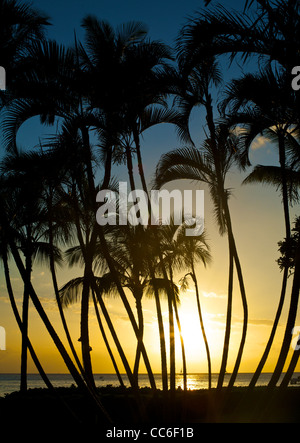 Sonnenuntergang hinter Palmen am Ka'anapali Beach, Maui Stockfoto