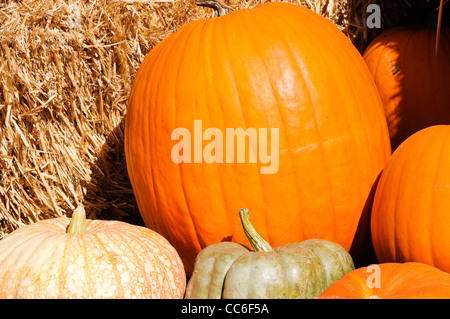 Pumpkin Patch. Stockfoto