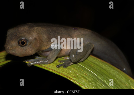 Metamorphose der Kaulquappe eine Karte Treefrog (Hypsiboas Geographicus) im peruanischen Amazonasgebiet Stockfoto