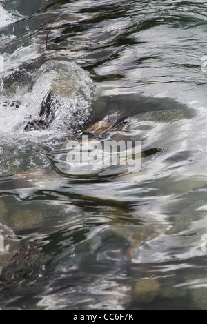 Geschlossen-Up der fließenden Fluss Kanas-See, Altay Präfektur, Xinjiang, China Stockfoto