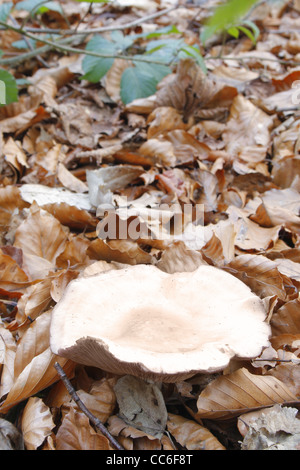 Pilz im Laub im Wald in der Nähe von Sparken Hill, Worksop, Notts, England, UK Stockfoto