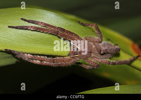 Eine große, behaarte, gelbe Spinne in der peruanischen Amazonas erschreckend Nahaufnahmen von einigen Krabbeltiere Stockfoto