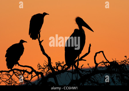 Silhouette der beiden Weißrückenspecht Geier und Marabou Storch Stockfoto