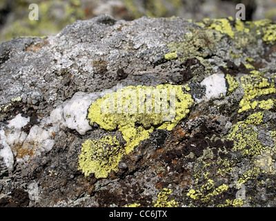 Rock, Quarz, mit Karte Flechten / Gestein, Quarz, Mit Landkartenflechten Stockfoto