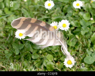 Feder aus einem Turmfalken auf Gänseblümchen / Feder Eines Turmfalken Auf Gänseblümchen Stockfoto