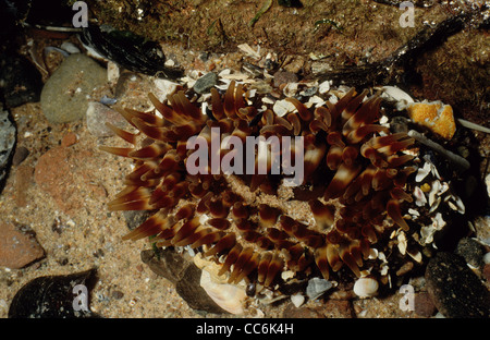 Dahlie Anemone Urticina Felina im Felsenbad. UK Stockfoto