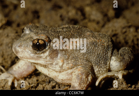 Western Spadefoot Toad. Pelobates cultripes Spanien Stockfoto