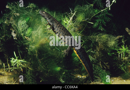 Great Crested oder Warty Newt Triturus cristatus Unterwasser UK Stockfoto