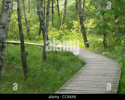 Boardwalk durch Arrach Hochmoor, Bayerischer Wald-Deutschland / Holzsteg Durch Das Arracher Hochmoor, Bayerischer Wald, Deutschland Stockfoto